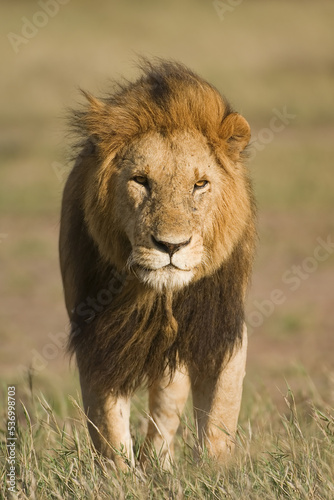 Lion, Panthera leo, Masai Mara, Kenya