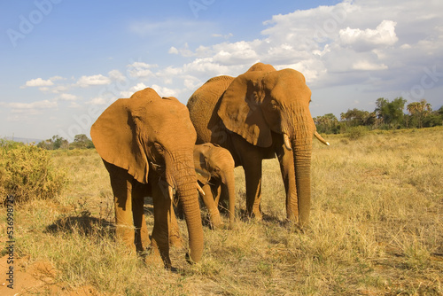 African Elephant family  Loxodonta africana  Samburu National Park  Kenya