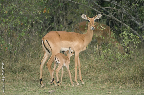 Baby Impala suckling, Aepyceros melampus, Bovidae Family, Artiodactyla Order, Nakuru National Park, Kenya