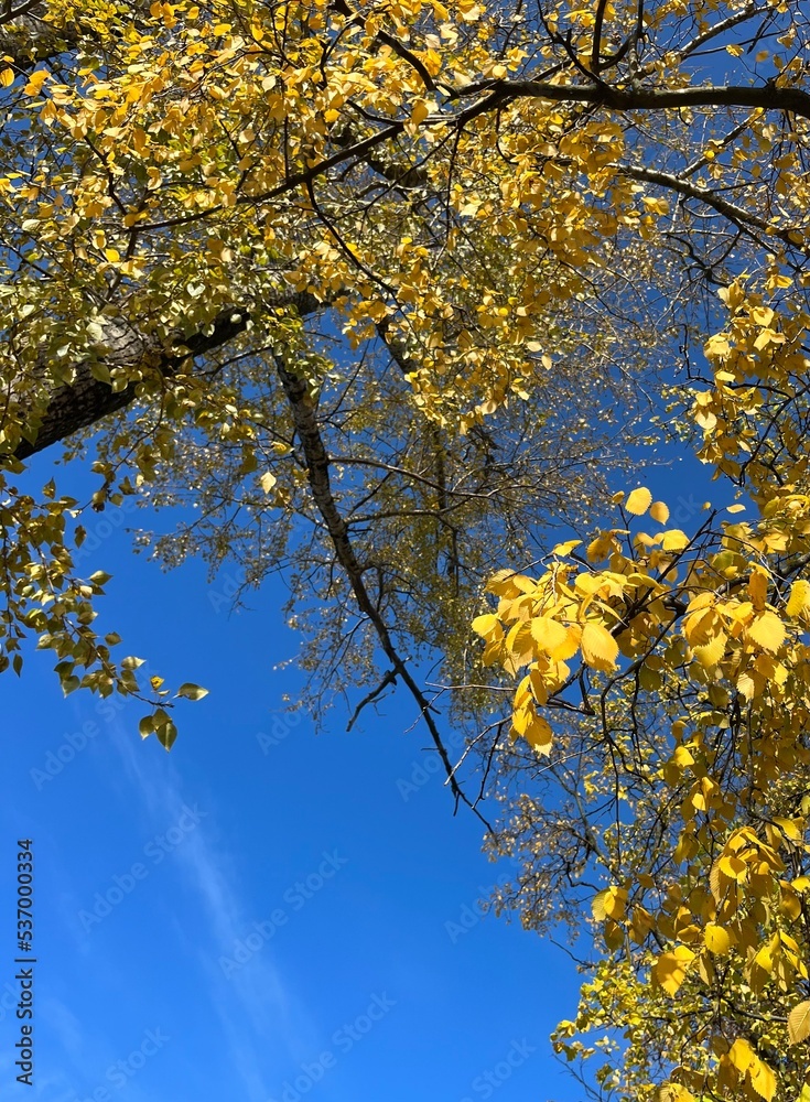 Yellow leaves trees branches in the blue sky Yellow leaves trees branches in the blue sky