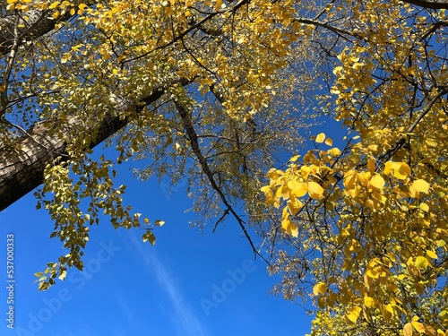 Yellow leaves trees branches in the blue sky 