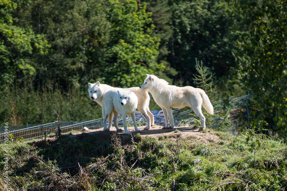 Pack of beautiful white wolves in the zoo Pack of beautiful white wolves in the zoo