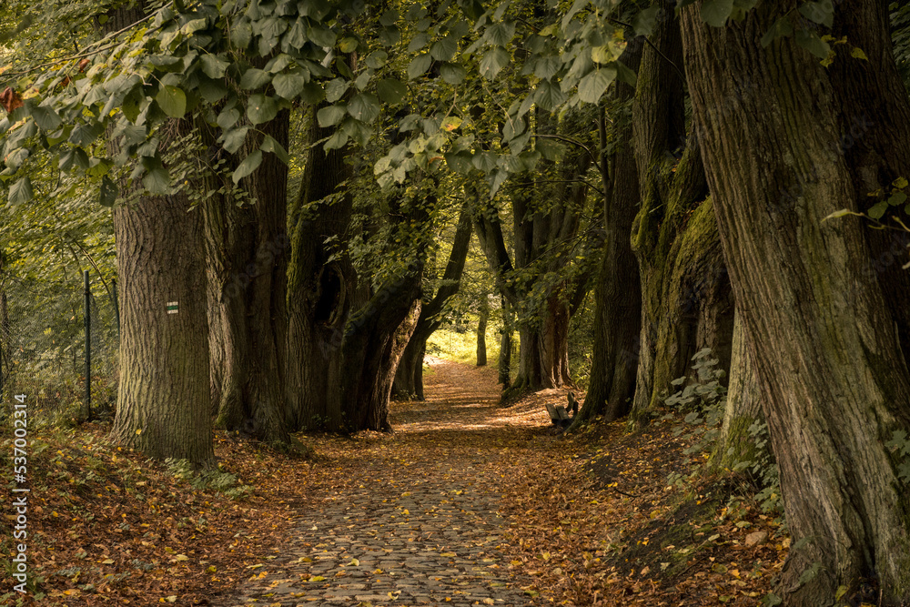 Obraz premium Alley in the park among old trees in the autumn