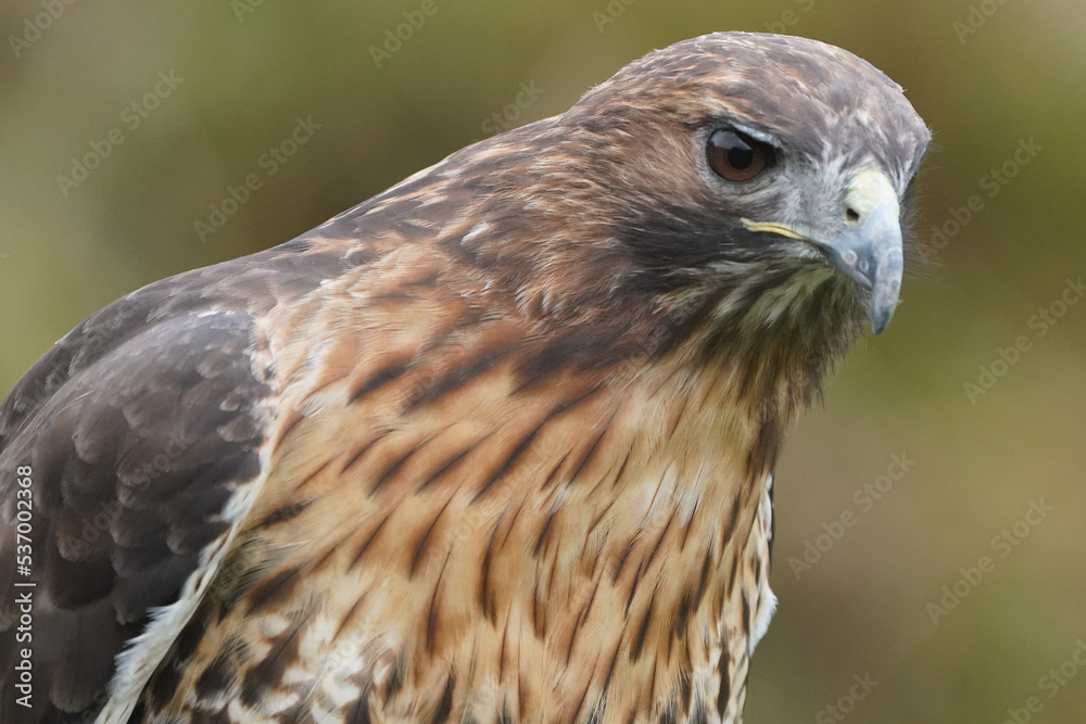 Red Tailed Hawk head Red Tailed Hawk head