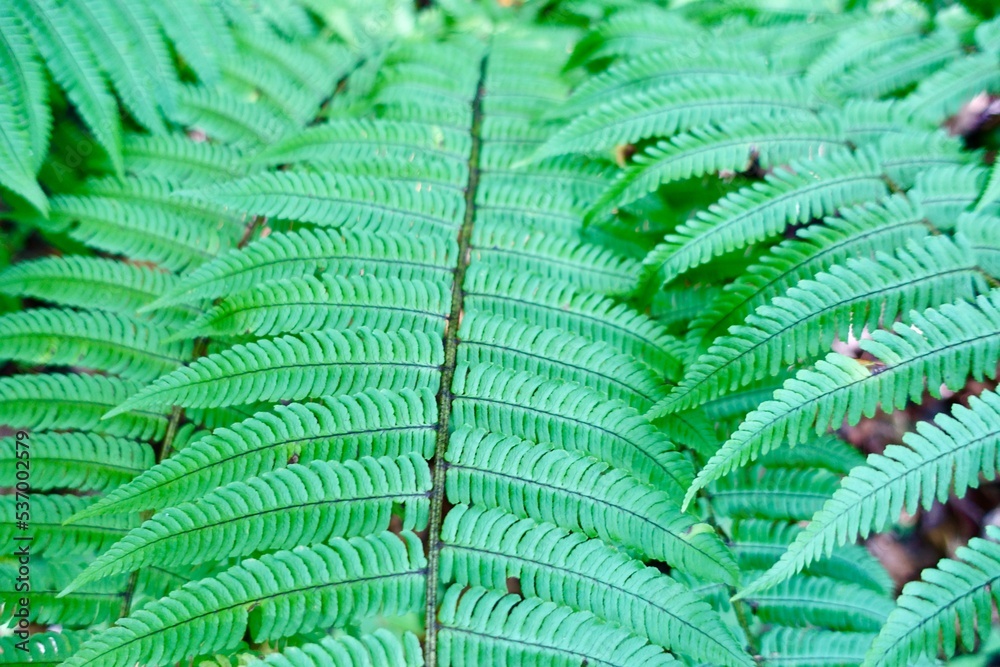 シダの葉のクローズアップ　植物の背景