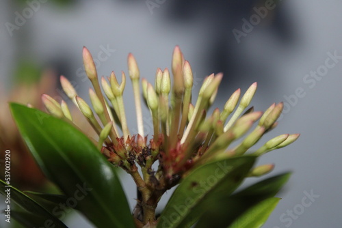 flower of a cactus