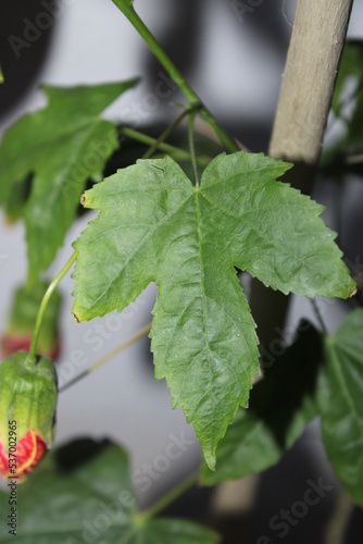 leaves of a tree