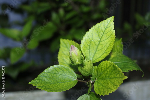 leaves