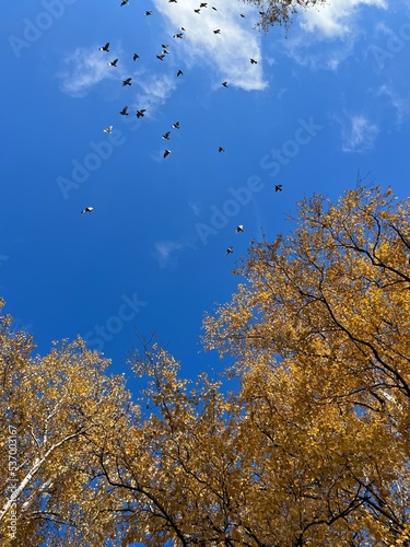 flying birds in the blue sky with yellow leaves trees