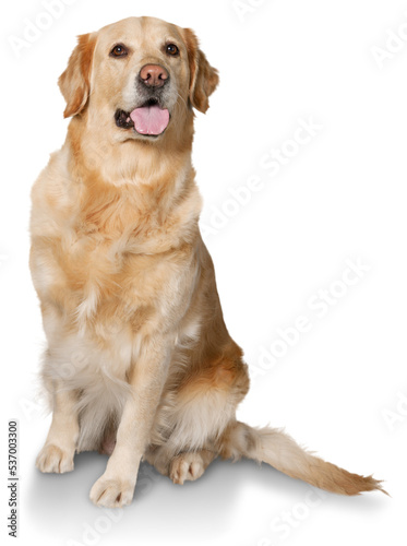 Golden retriever labrador sitting on white background