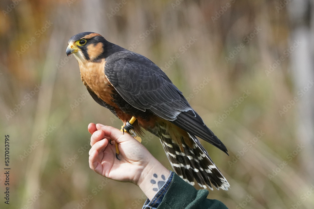Aplomado falcon perched gently on falconers bare hand not causing injury Aplomado falcon perched gently on falconers bare hand not causing injury
