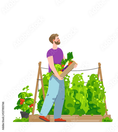 Smiling man carrying box full of harvested vegetables in kitchen garden. Vector flat illustration