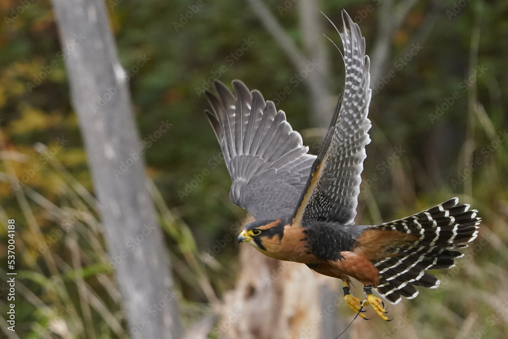 Fototapeta premium Aplomado falcon flying over field