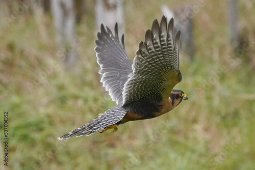 Aplomado falcon flying over grassy field