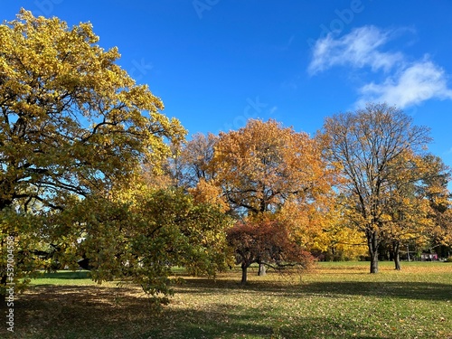 Beautiful autumn trees with colored leaves, autumn trees in the park, blue sky