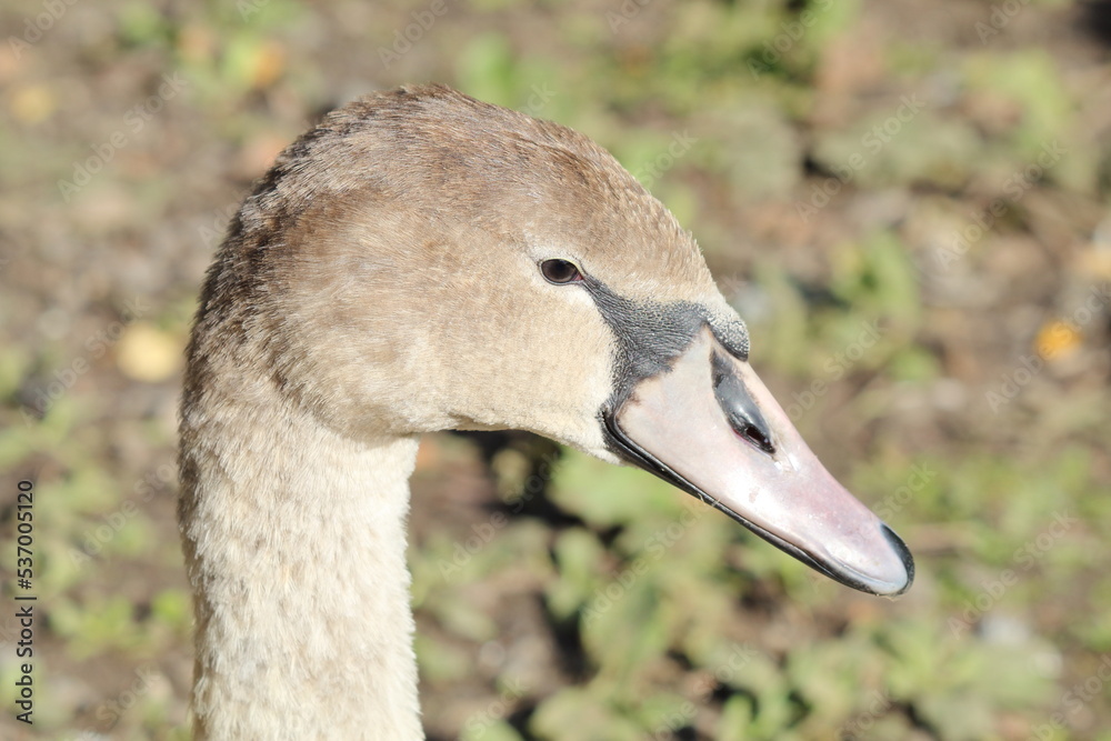 A closeup portrait image of a Goose near the edge of a lake at a nature reserve A closeup portrait image of a Goose near the edge of a lake at a nature reserve