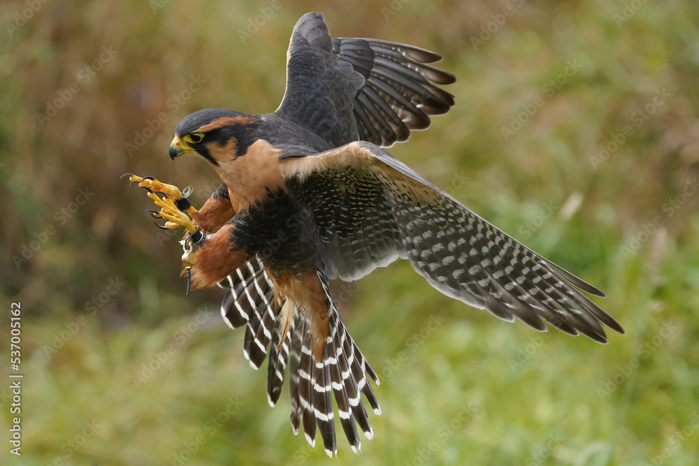 Obraz premium Aplomado falcon coming in for a landing