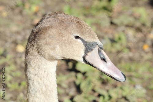 A closeup portrait image of a Goose near the edge of a lake at a nature reserve