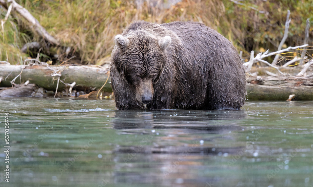Alaskan brown bear fishing for salmon at remote glacial lake in Lake Clark National park Alaskan brown bear fishing for salmon at remote glacial lake in Lake Clark National park