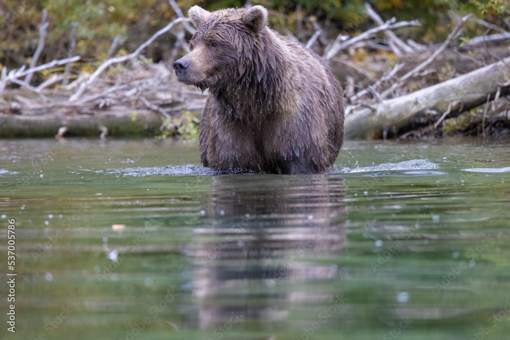 Alaskan brown bear fishing for salmon at remote glacial lake in Lake Clark National park Alaskan brown bear fishing for salmon at remote glacial lake in Lake Clark National park