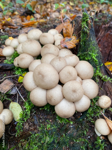 Pear-shaped puffball on a moss-covered log
