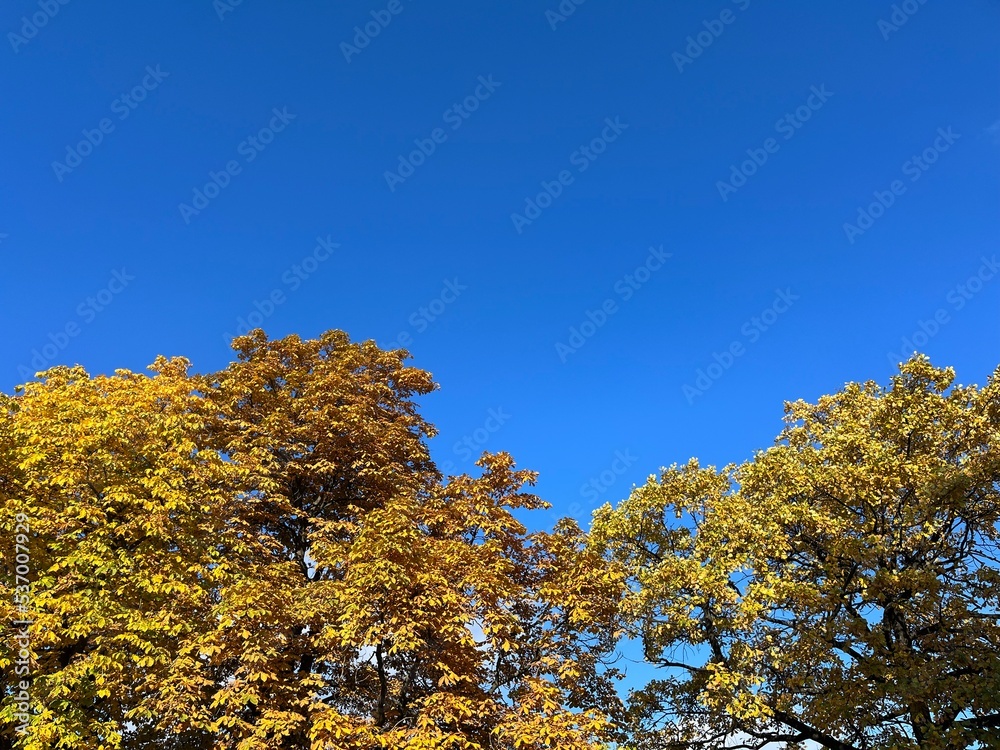 Fototapeta premium Yellow leaves trees branches in the blue sky