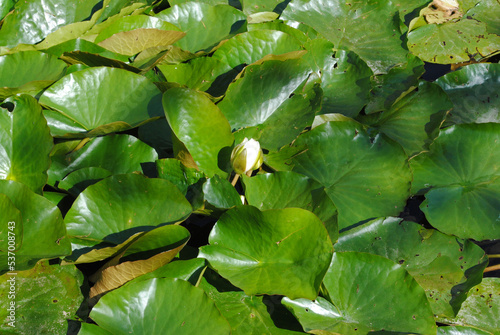 Water Lily Leaves on Canal with White Flower Bud 