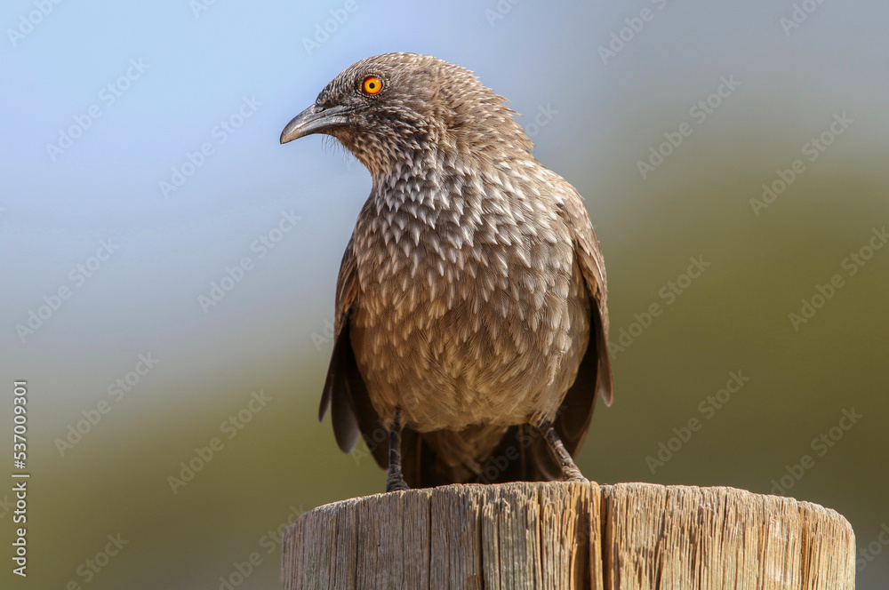 Arrow-marked Babbler, Pilanesberg National Park, South Africa Arrow-marked Babbler, Pilanesberg National Park, South Africa