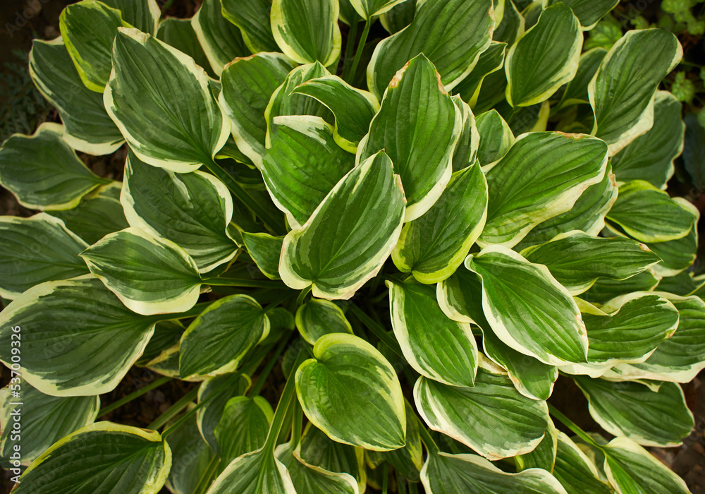 Plantain lily or Hosta foliage plant with white flowers. Hosta, flower in the garden, ornamental flowerbed plant with beautiful lush leaves. Photo in the natural environment. First Frost Plantain lily or Hosta foliage plant with white flowers. Hosta, flower in the garden, ornamental flowerbed plant with beautiful lush leaves. Photo in the natural environment. First Frost