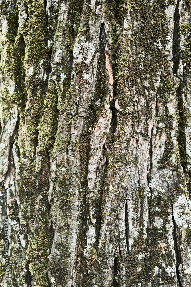 Obraz premium Texture of a tree bark