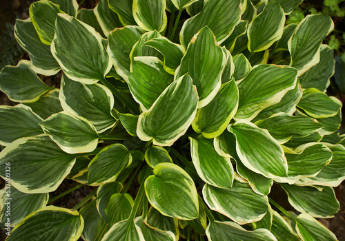 Plantain lily or Hosta foliage plant with white flowers. Hosta, flower in the garden, ornamental flowerbed plant with beautiful lush leaves. Photo in the natural environment. First Frost