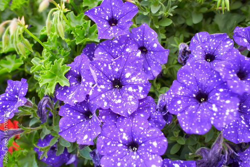 Petunia Night Sky, purple, pink, white, red, violet spotted flowers in a display of mixed petunias Petunia with hybrids photo