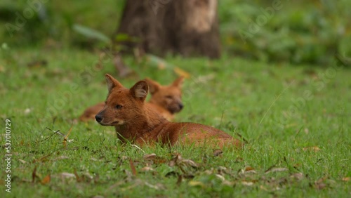 dhole (Cuon alpinus) from Indian forests