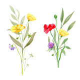 Watercolor set of wild flowers, isolated on transparent background