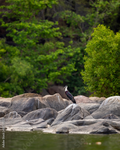 woolly necked stork or whitenecked stork or ciconia episcopus on big rocks in river in natural green background at forest of central india asia photo