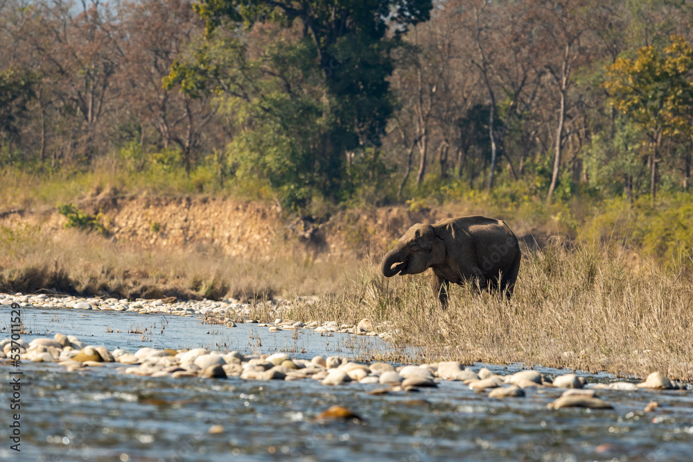 wild asian elephant or tusker drinking water from ramganga river at dhikala zone of jim corbett national park forest uttarakhand india asia - Elephas maximus indicus wild asian elephant or tusker drinking water from ramganga river at dhikala zone of jim corbett national park forest uttarakhand india asia - Elephas maximus indicus