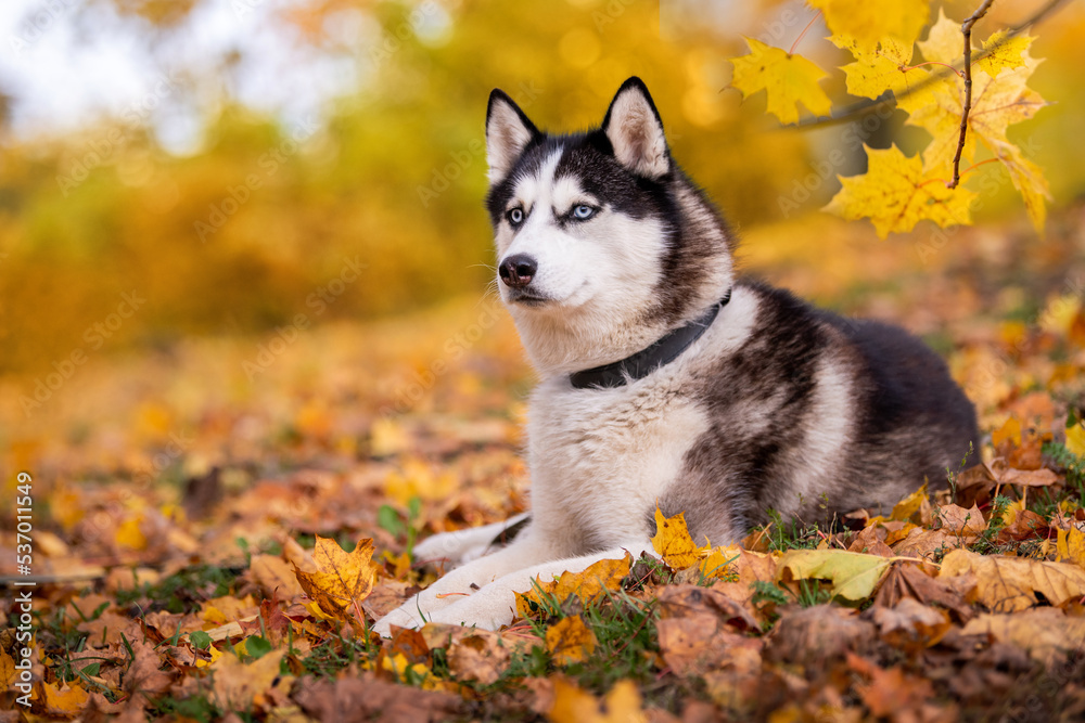 The blue-eyed Siberian Husky lying in the yellow leaves in an autumn park