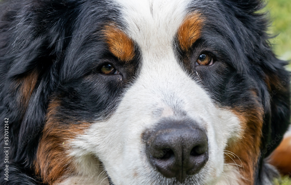 Close-up of the head and face of a young Bernese Mountain Dog.