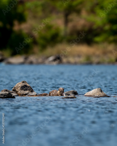 Smooth coated otter or Lutrogale perspicillata eating fish after hunting in ramganga river water at dhikala zone of jim corbett national park forest uttarakhand india asia