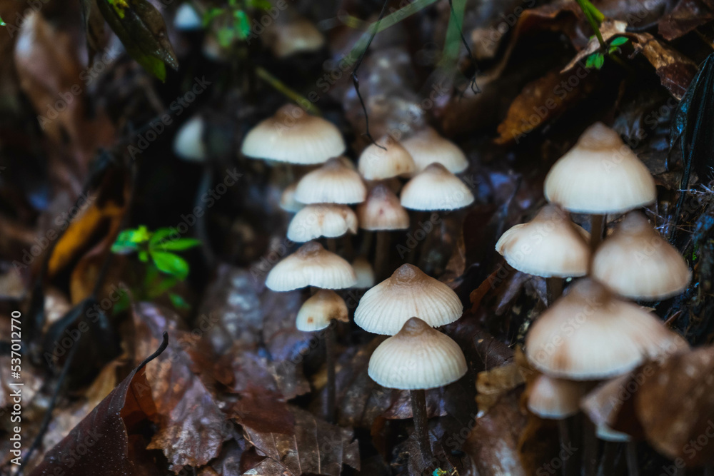 Close-Up Of Mushroom Growing from the floor Close-Up Of Mushroom Growing from the floor