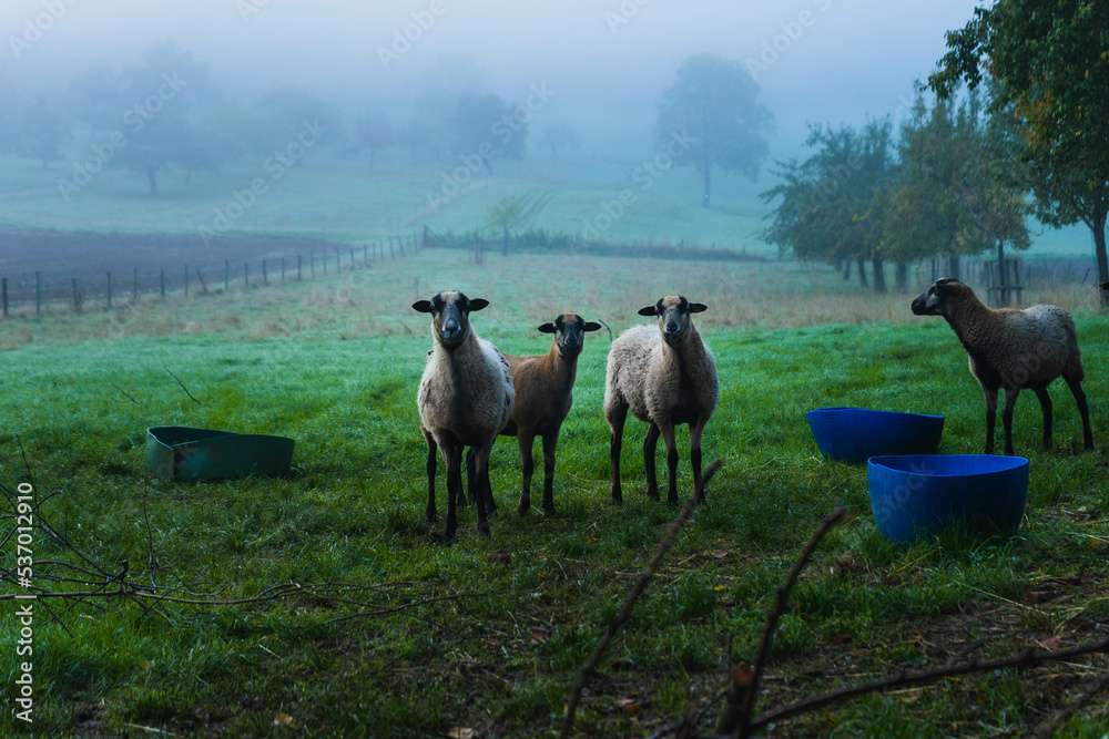Three sheep posing on a foggy morning