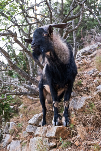 Chèvre sauvage