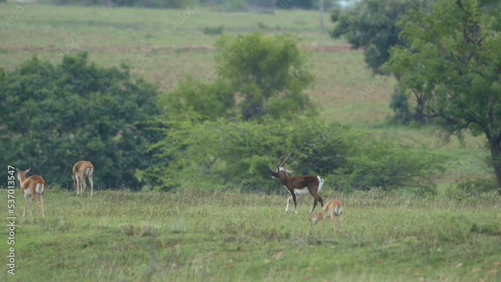 blackbuck (Antilope cervicapra), also known as the Indian antelope from Jayamangali Blackbuck Conservation Reserve blackbuck (Antilope cervicapra), also known as the Indian antelope from Jayamangali Blackbuck Conservation Reserve
