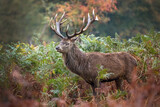 Adult male deer in autumn