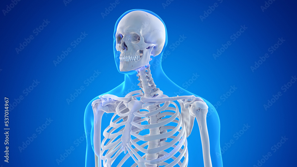 3d rendered medical illustration of the male upper body skeletal anatomy 3d rendered medical illustration of the male upper body skeletal anatomy
