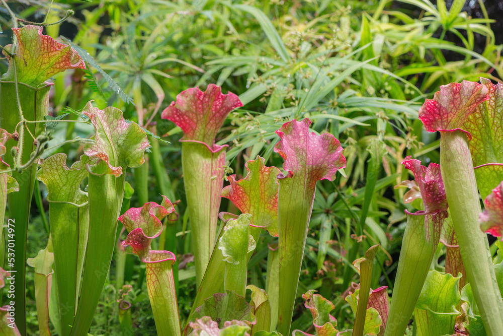 Fototapeta premium Tropical plants in the deep forest.