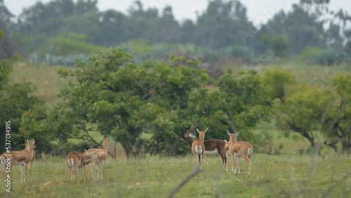 blackbuck (Antilope cervicapra), also known as the Indian antelope from Jayamangali Blackbuck Conservation Reserve
