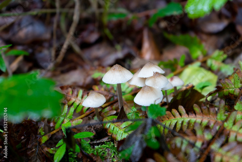 Small mushrooms on a forest ground. 