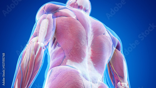 3d rendered medical illustration of the muscle anatomy of the lower back