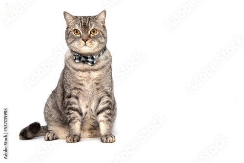 A cat in a bow tie isolated on a white background. The cat is learning